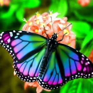 Meet your Posher, Mandy