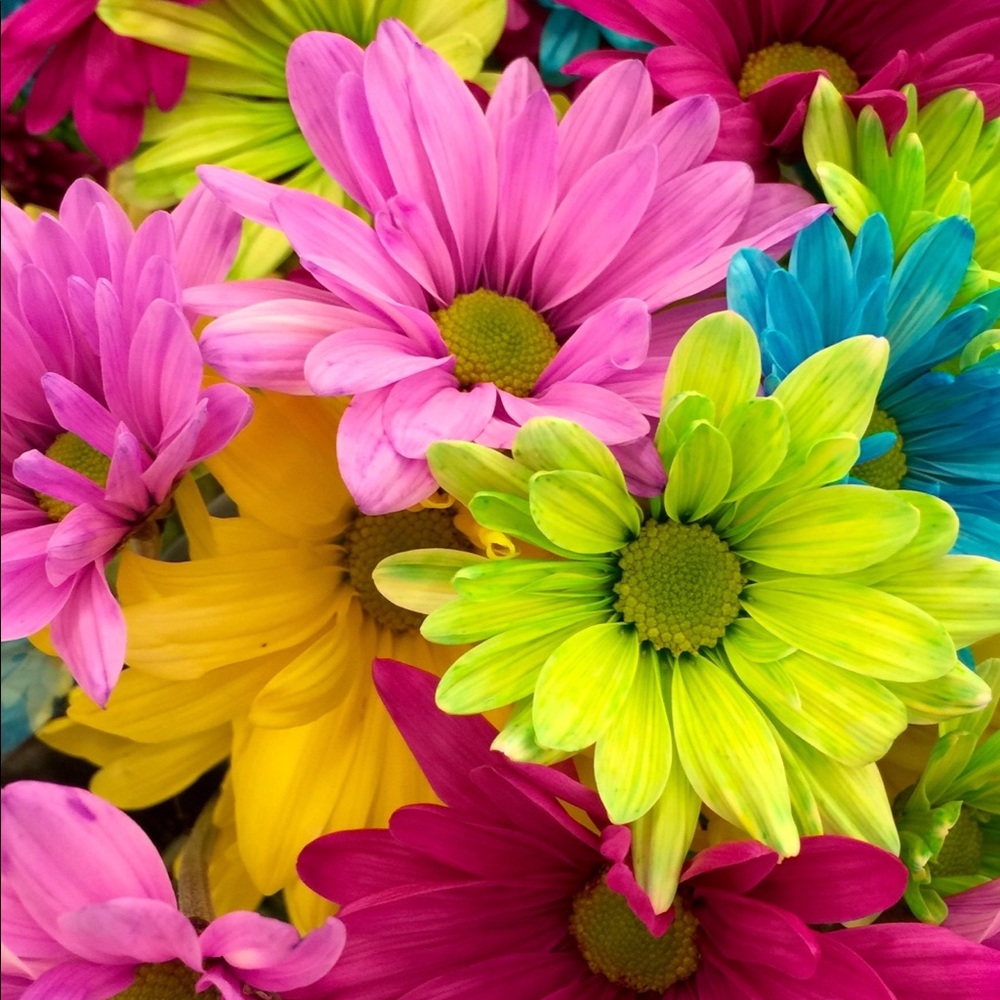 Meet your Posher, Alexandra