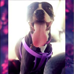 Meet your Posher, Lexi