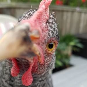 Meet your Posher, Kristen