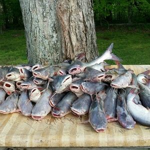 Meet your Posher, Terry