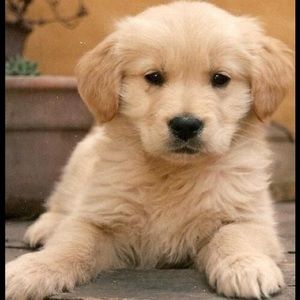 Meet your Posher, Geri