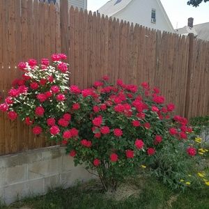 Meet your Posher, Jenny