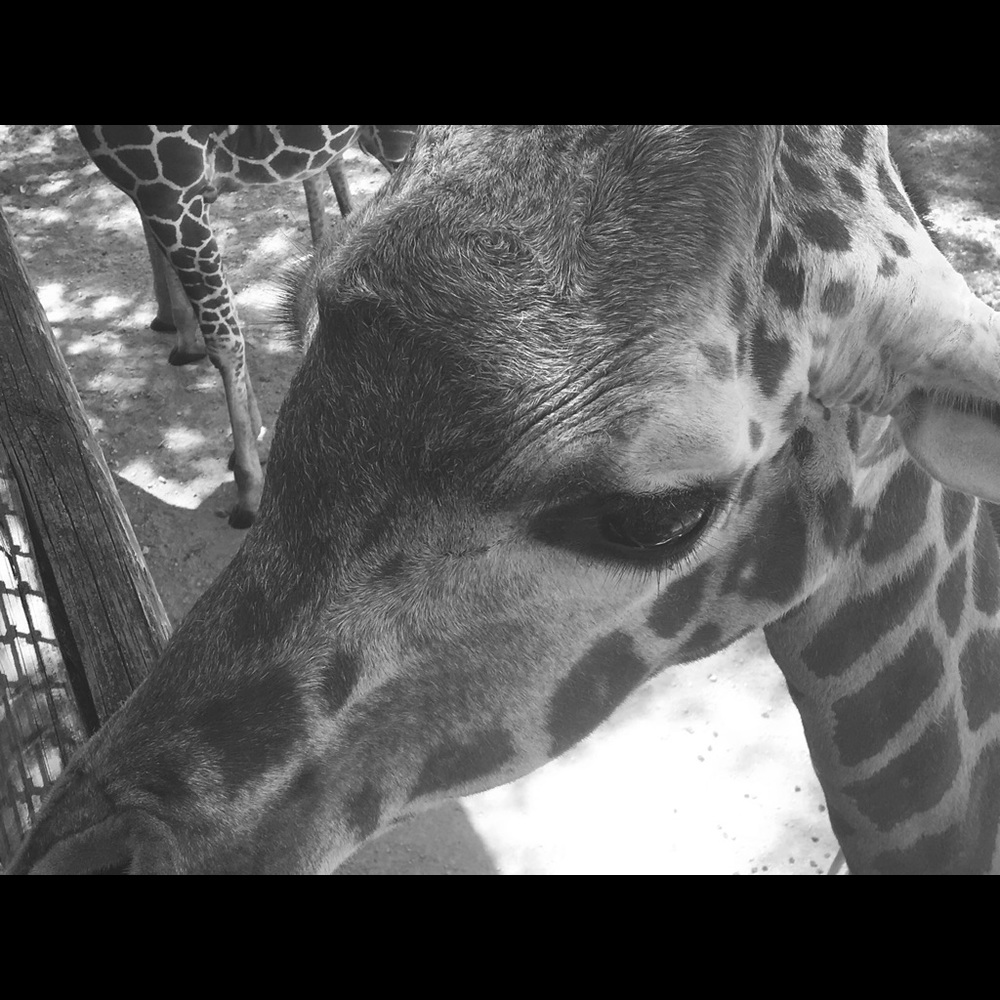 Meet your Posher, Victoria