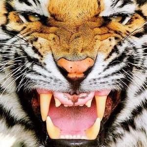 Meet your Posher, Brad