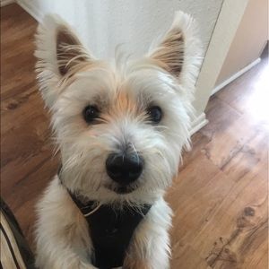 Meet your Posher, Sheyla