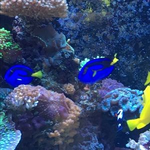 Meet your Posher, Rocio