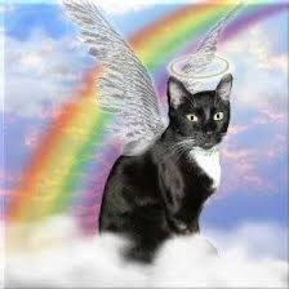 Meet your Posher, Bell