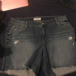 Torrid shorts