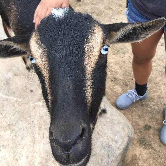 Meet your Posher, Amber - Picture 2 of 2