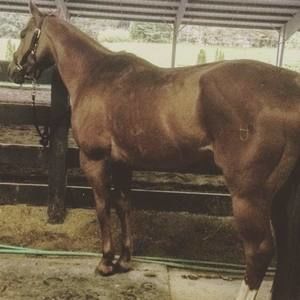 Meet your Posher, Sam