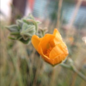 Meet your Posher, Miles