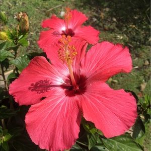 Meet your Posher, Daniela