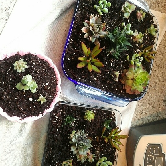 Meet your Posher, Holly - Picture 1 of 1