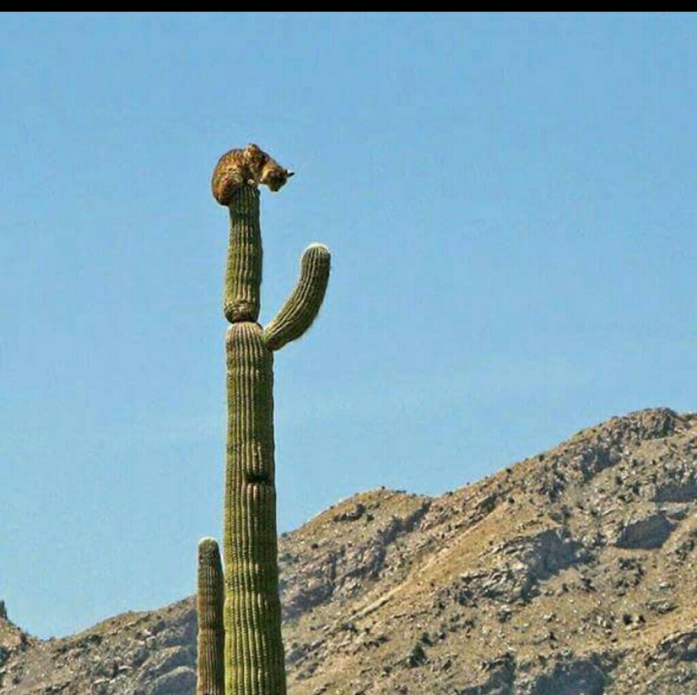 Meet your Posher, Alejandrina