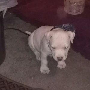 Meet your Posher, Peg