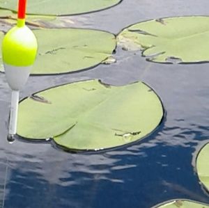 Meet your Posher, Penny