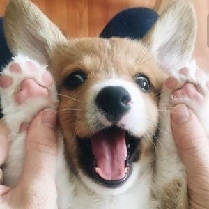 Meet your Posher, Ady