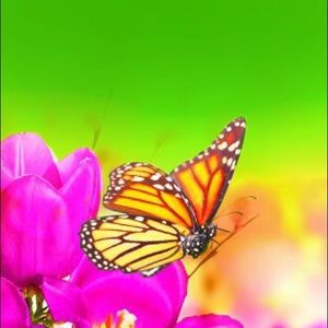 Meet your Posher, Dawn