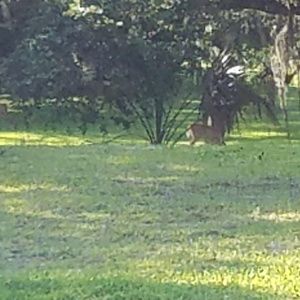 Meet your Posher, Tyson