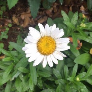 Meet your Posher, Mikalah