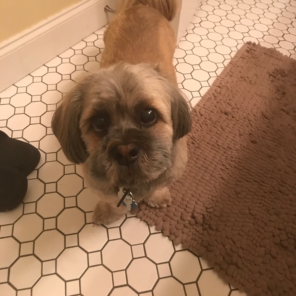 Asshole dog...STILL FREE...LOL