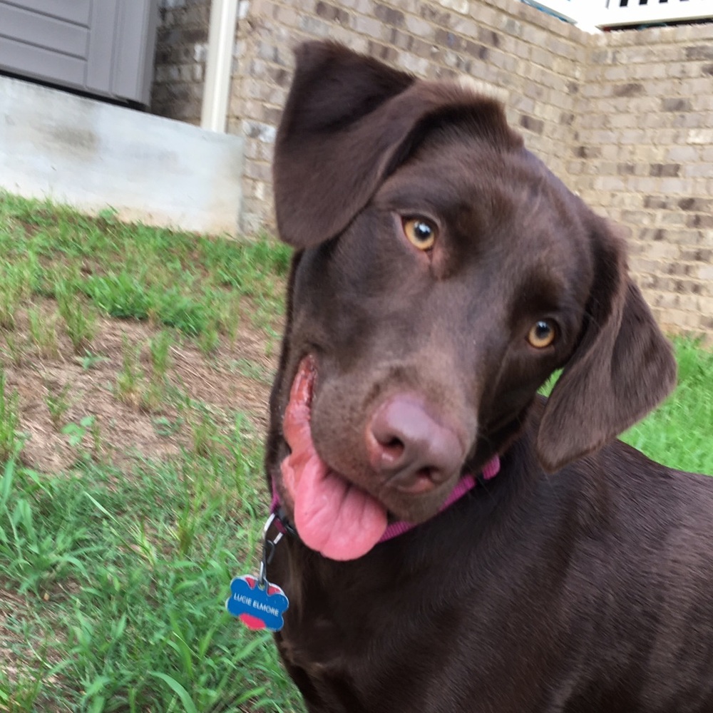 Meet your Posher, Shelby