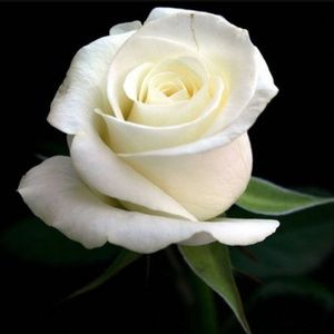 Meet your Posher, Rosa