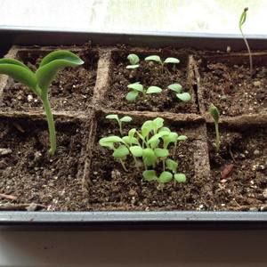 Meet your Posher, Julie