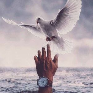 Meet your Posher, Faisal