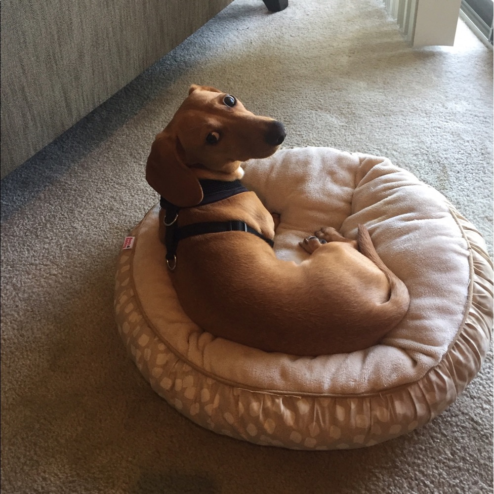 Meet your Posher, Rachael