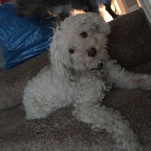 Meet your Posher, Janet