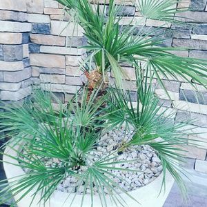 Meet your Posher, Camryn