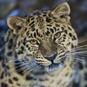 Meet your Posher, Leanne