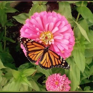 Meet your Posher, Monica