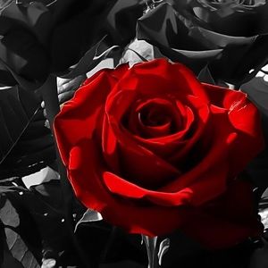 Meet your Posher, Dzhamilya