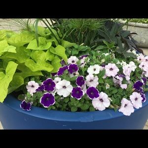 Meet your Posher, Debra