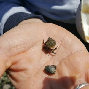 Meet your Posher, Igor