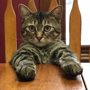 Meet your Posher, Heidi