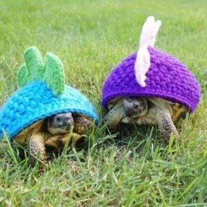 Meet your Posher, Riley