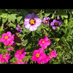 Meet your Posher, Brandy