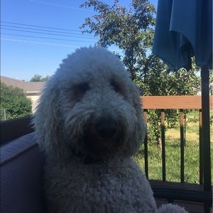 Meet your Posher, Tracy