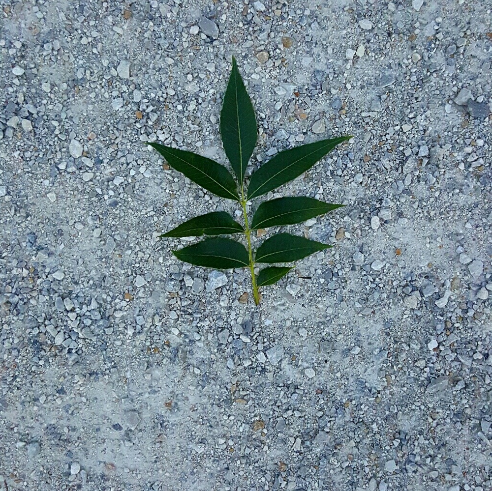 Meet your Posher, Nami