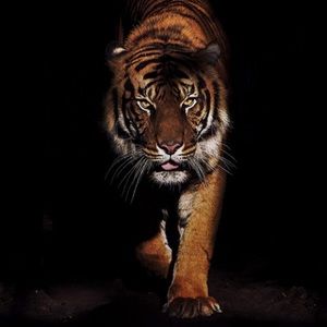 Meet your Posher, Benjamin