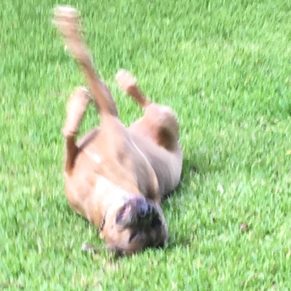 Meet your Posher, Sara - Picture 3 of 6