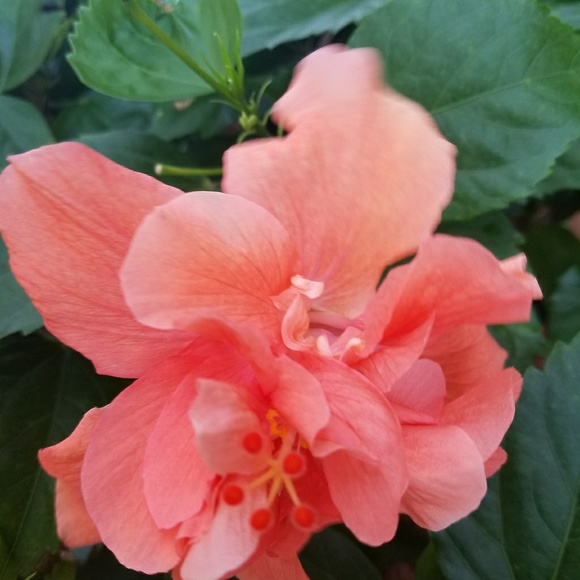 Meet your Posher, Mila - Picture 2 of 4