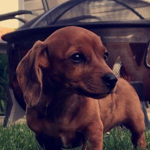 Meet your Posher, Denise