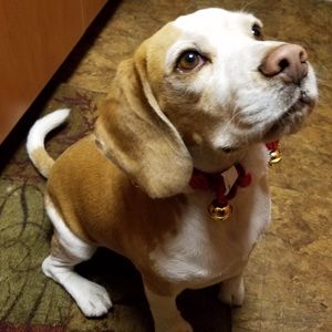 Meet your Posher, German