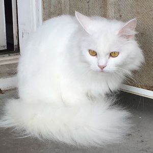 Meet your Posher, Eli