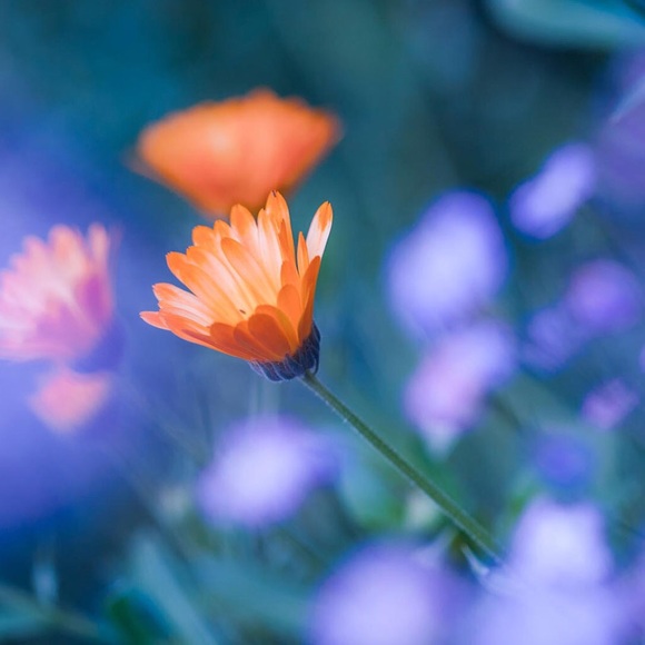 Excited to be Posh Ambassador... - Picture 3 of 4